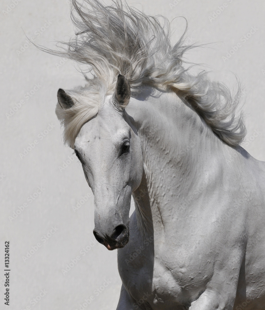white horse - obrazy, fototapety, plakaty 
