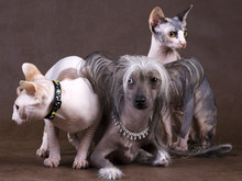 Chinese Crested Dog, Don Sphynx And Peterbald