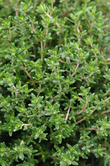 Naklejka na meble Thyme