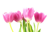Fototapeta Tulipany - Pink tulips on the white background