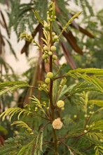 New Flower Buds On White Popinac Tree With Last Year's Seed Pods
