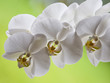 Orchide