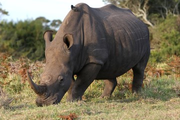 Wall Mural - white rhino and bird