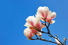 Flowering Magnolia Tree Branches Against A Clear Blue Sky