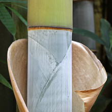 Bambou Bicolore