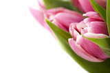Fototapeta Tulipany - fresh tulips