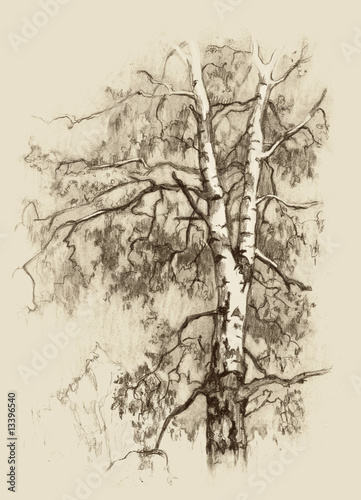 Naklejka nad blat kuchenny The birch