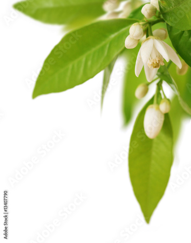Orange tree branch with flowers