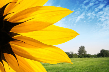 Fotomurales - Sunflower over countryside landscape