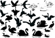 swimming birds silhouettes