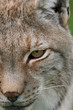 close up of a lynx
