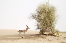 Young Male Gazelle Walking Towards A Bush