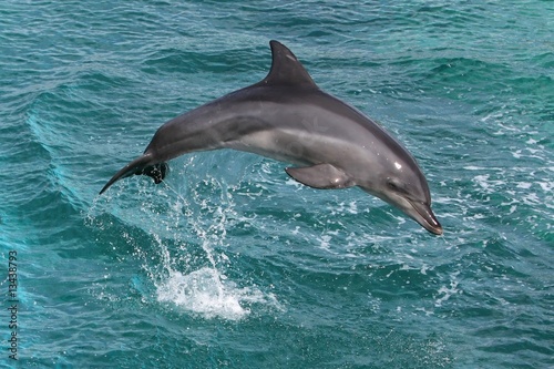 Zdjęcie XXL Dolphin Leap