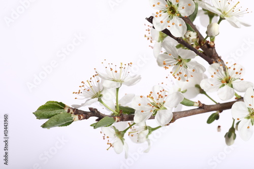 Naklejki jabłoni kwiaty  kwiat-drzewa