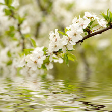 Apple Blossoms Over Water