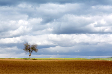 Sticker - Baum vor Wolkenhimmel