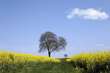 Poster - Der Weg zwischen Rapsfelder