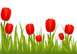 Blooming red tulips in garden