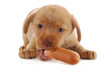 puppy eating a sausage