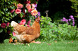 Chicken in a garden