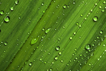 Wall Mural - water drops on leaves