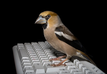 Sticker - Bird on Keyboard 8