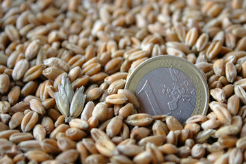 one euro coin among wheat grains