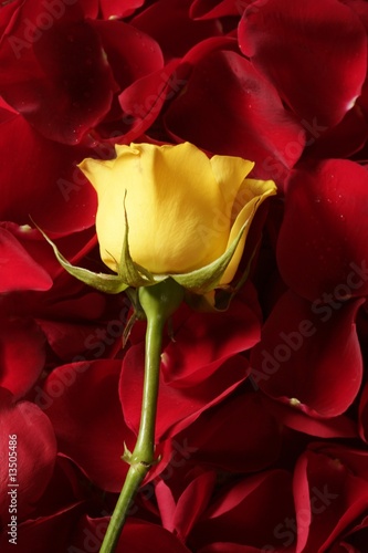 Download Beautiful Yellow Rose Flower Over Red Petals Wall Mural Wallpaper Murals Lunamarina PSD Mockup Templates