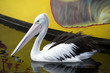 Pelican in Western Austtralia