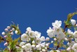 White cherry blossom against a clear blue sky