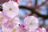 Pink cherry blossoms