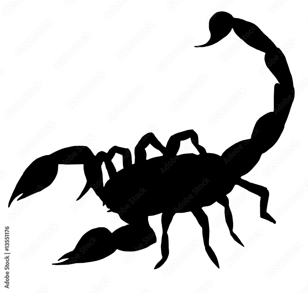 Skorpion - obrazy, fototapety, plakaty 