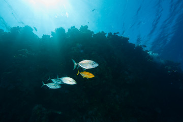  ocean, coral and trevally