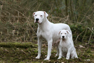 pose fière pour la famille dogue argentin devant un bois