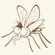 mücke moskito fliege