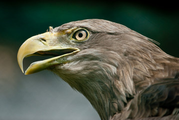 Sticker - White-tailed Eagle (lat. Haliaeetus albicilla)