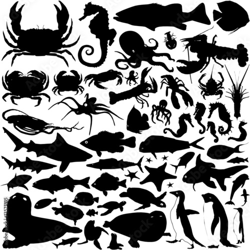 Obraz w ramie sea animals vector