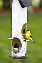 Yellow Bird At Feeder