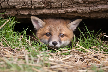 red fox in british countryside