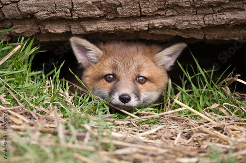 Fotomural Red Fox in British Countryside