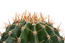 Close-up Cactus