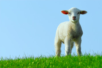 cute lamb in spring