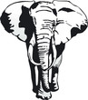 elefant v. vorn