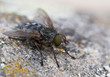 Makroaufnahme einer Fliege (Muscina) auf Stein