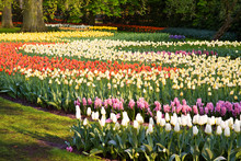 A Field Of Colorful Tulips And Hyacinths