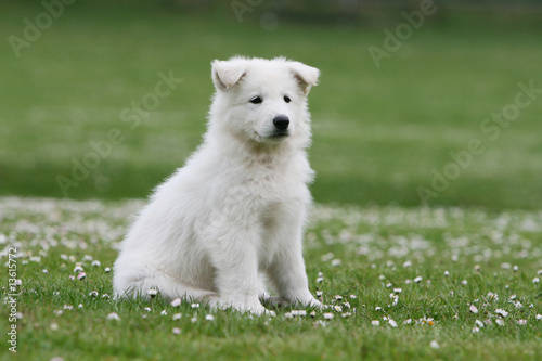 Chiot Berger Blanc Suisse Assis Sur Les Fleurs Blanches
