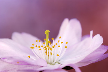 Wall Mural - Pink cherry blossom