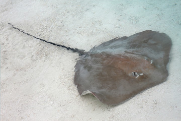 Stingray