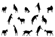 Goat Silhouettes, Collection For Designers