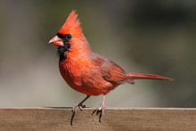 Northern Cardinal On A Fence